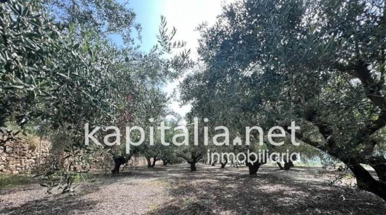 Valencia - Agullent - 14000m2