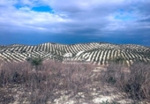 Земля на продажу у города Aguilar de la Frontera Фото