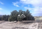 Земля на продажу у города Aguilar de la Frontera Фото