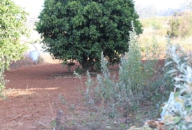 Tacoronte 5220&nbsp;m²