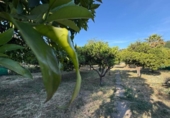 Casa con terreno en venta en la España, Benaocaz, ref: TR220238 foto