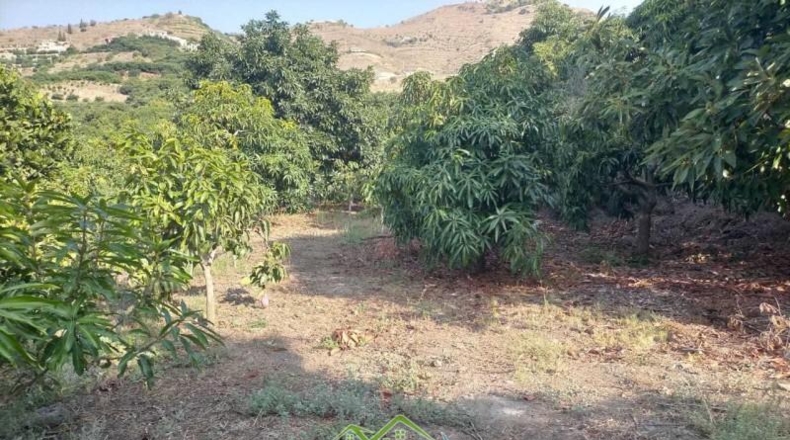 Granada - Almuñécar - 4339m2