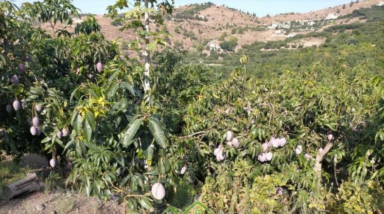 Granada - Almuñécar - 4339m2