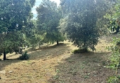 Parcela urbanizable en venta en la España, Bigues, ref: TR408915 foto