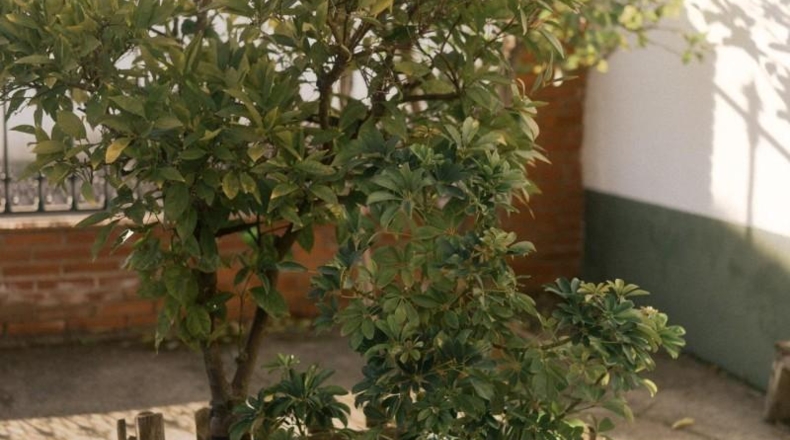 Badajoz - Don Benito - 600m2
