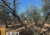 Suelo urbano en venta en la España, Carmona, ref: TR359846 foto