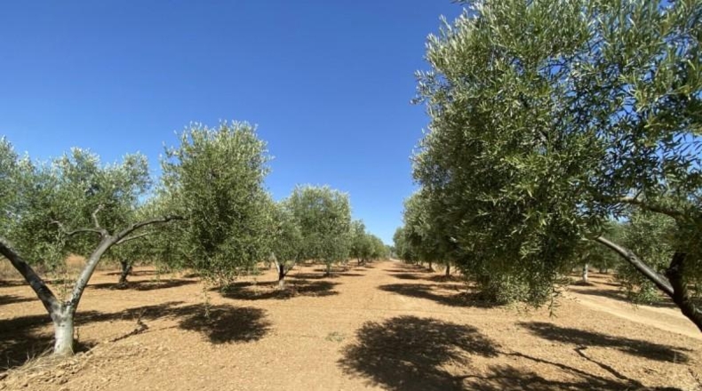 Huelva - Gibraleón - 21000m2