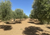 Chalet independiente con terreno en venta en la España, Gibraleón, ref: TR134450 foto