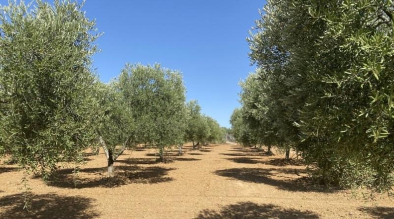 Huelva - Gibraleón - 21000m2