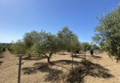 Chalet independiente con terreno en venta en la España, Gibraleón, ref: TR134450 foto