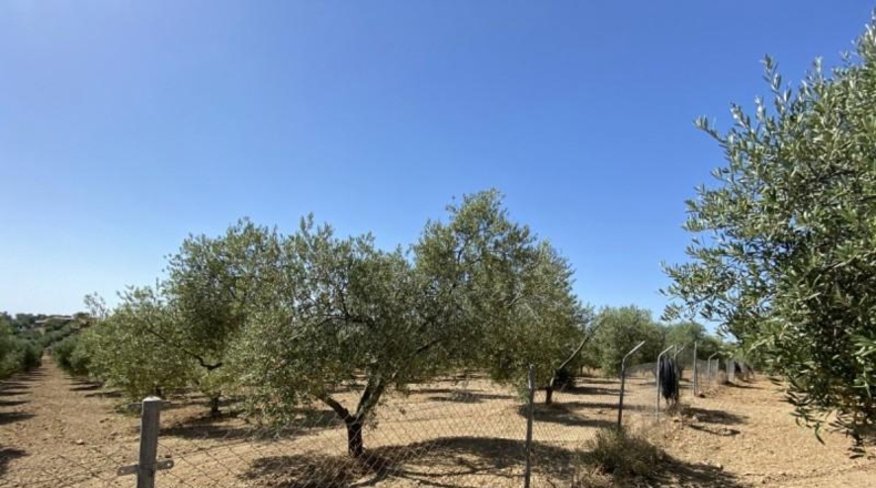 Huelva - Gibraleón - 21000m2