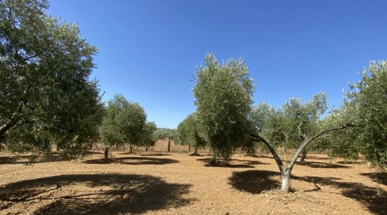 Huelva - Gibraleón - 21000m2