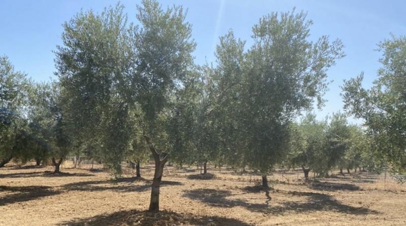 Huelva - Gibraleón - 21000m2