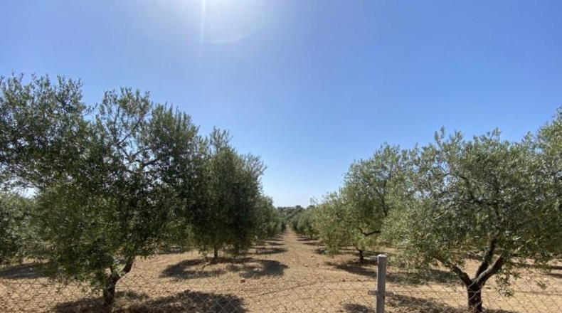 Huelva - Gibraleón - 21000m2