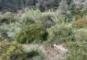Terreno no urbanizable en venta en la España, Puigpunyent, ref: TR403602 foto