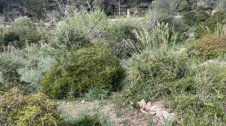 Islas Baleares - Puigpunyent - 8964m2