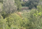 Terreno no urbanizable en venta en la España, Puigpunyent, ref: TR403602 foto