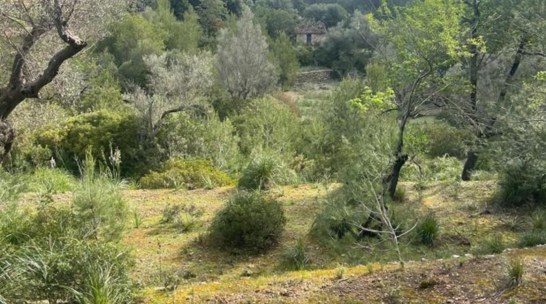 Islas Baleares - Puigpunyent - 8964m2