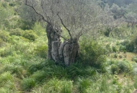 Foto 13