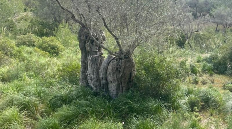 Islas Baleares - Puigpunyent - 8964m2