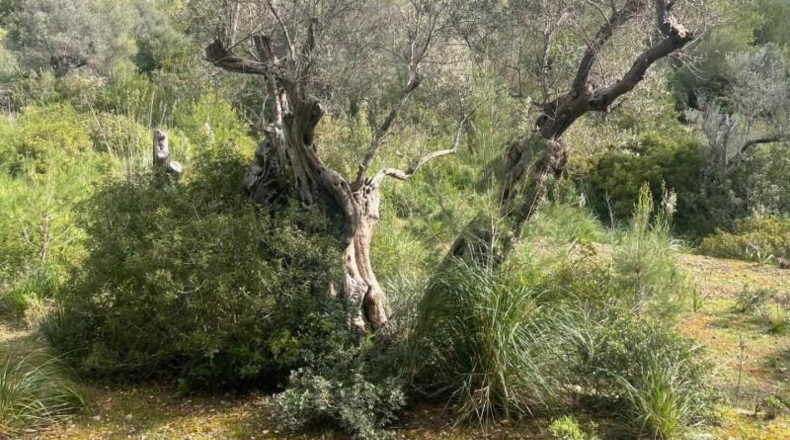 Islas Baleares - Puigpunyent - 8964m2