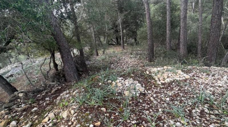 Islas Baleares - Puigpunyent - 8964m2