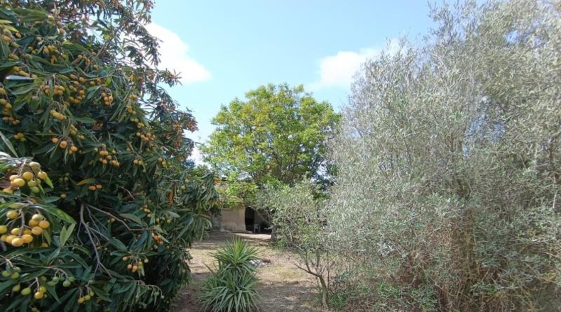 Murcia - Alguazas - 2970m2