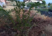 Xalet independent amb terreny en venda a la España, Copernal, ref.: TR169681 foto