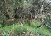 Suelo urbano en venta en la España, Calonge, ref: TR407137 foto