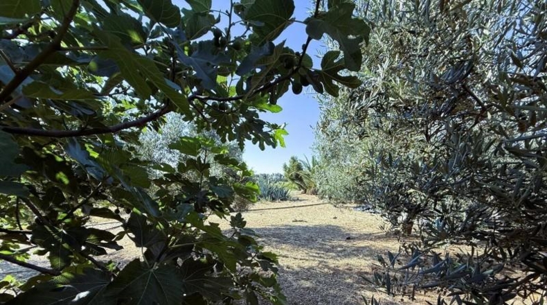 Huelva - La Palma del Condado - 21185m2