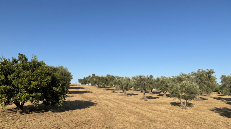 Huelva - La Palma del Condado - 21185m2