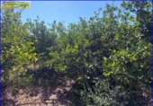 Chalet independiente con terreno en venta en la España, Santomera, ref: TR166819 foto