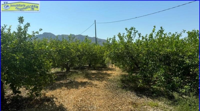 Murcia - Santomera - 10726m2