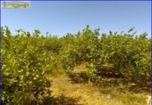 Chalet independiente con terreno en venta en la España, Santomera, ref: TR166819 foto