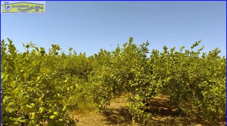 Murcia - Santomera - 10726m2