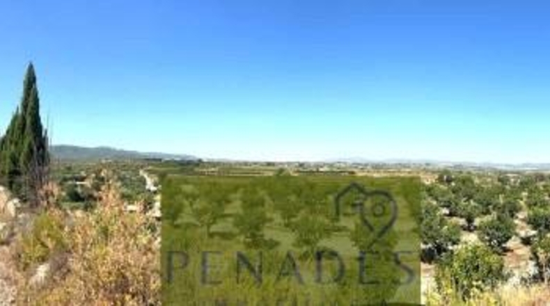 Valencia - Bélgida - 32083m2