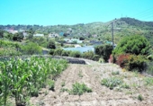 Casa de campo con terreno en venta en la España, Icod de los Vinos, ref: TR144010 foto