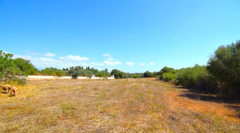 Balearic Islands - Muro - 7132m2