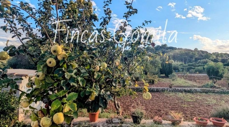 Islas Baleares - Alayor - 1800m2