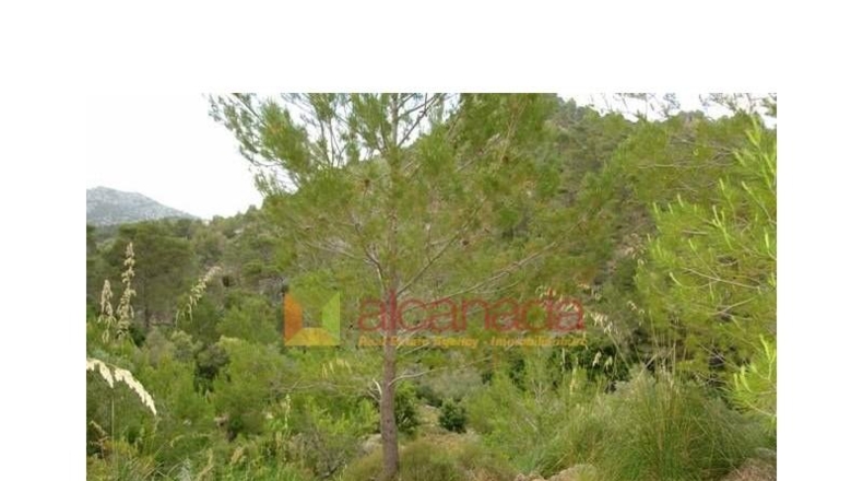 Balearic Islands - Selva - 38098m2