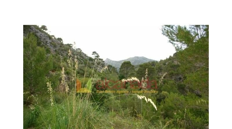 Balearic Islands - Selva - 38098m2