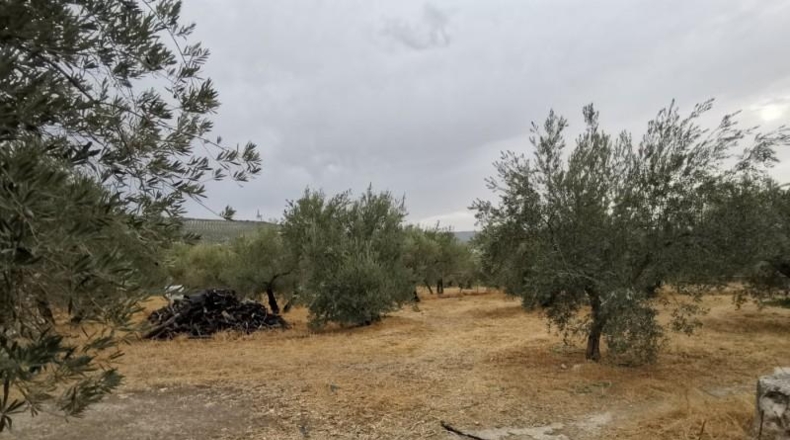 Córdoba - Baena - 3500m2