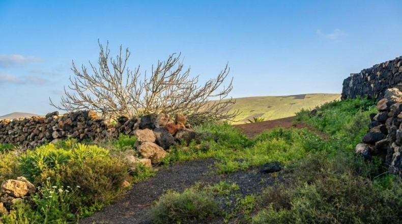 Лас-Пальмас - Teguise - 1000m2
