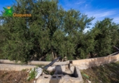 Chalet independiente con terreno en venta en la España, Talará, ref: TR389573 foto