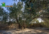 Chalet independiente con terreno en venta en la España, Talará, ref: TR389573 foto