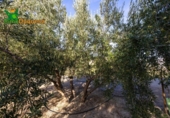 Chalet independiente con terreno en venta en la España, Talará, ref: TR389573 foto