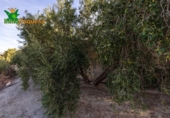 Chalet independiente con terreno en venta en la España, Talará, ref: TR389573 foto