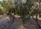 Chalet independiente con terreno en venta en la España, Talará, ref: TR389573 foto