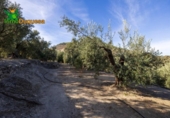 Chalet independiente con terreno en venta en la España, Talará, ref: TR389573 foto