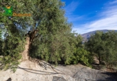 Chalet independiente con terreno en venta en la España, Talará, ref: TR389573 foto